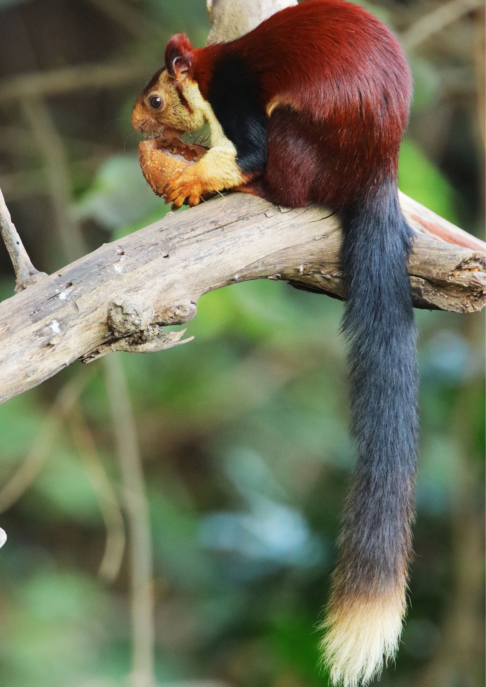 Giant Malabar Squirrel