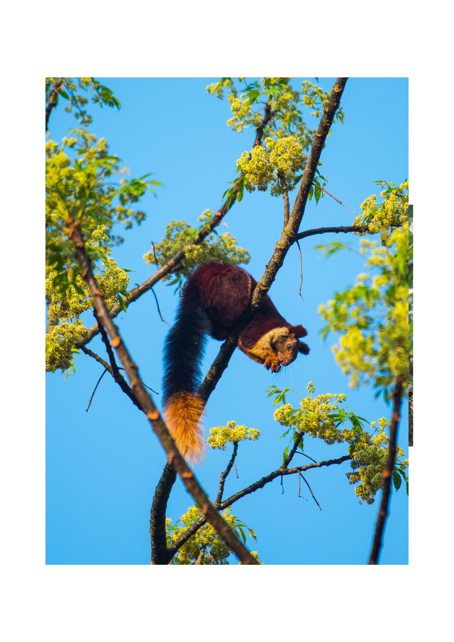 Giant Malabar Squirrel