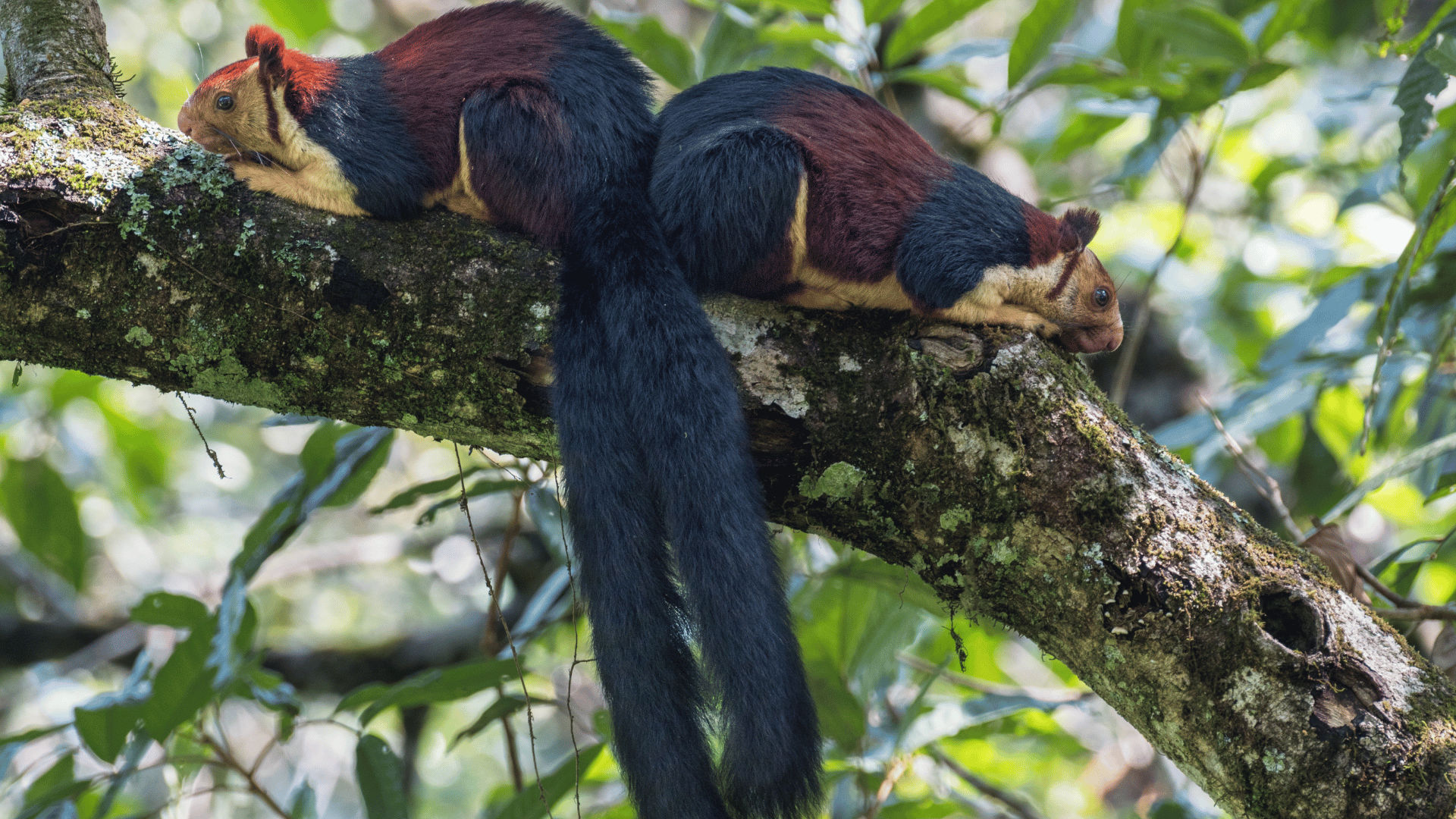 Giant Malabar Squirrel